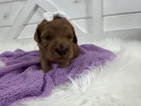 Marley, a female Miniature Goldendoodle for sale in Huntington, UT – 7 of 10