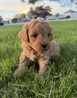 Ozzy, a male Miniature Goldendoodle for sale in Huntington, UT – 7 of 10