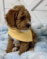 Hendrix, a male Miniature Goldendoodle for sale in Huntington, UT – 5 of 10