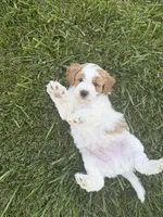 Bowie, a male Miniature Goldendoodle for sale in Huntington, UT – 3 of 10