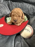 Jagger, a male Miniature Goldendoodle for sale in Huntington, UT – 2 of 9