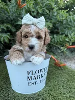 Lennon, a female Miniature Goldendoodle for sale in Huntington, UT – 8 of 9
