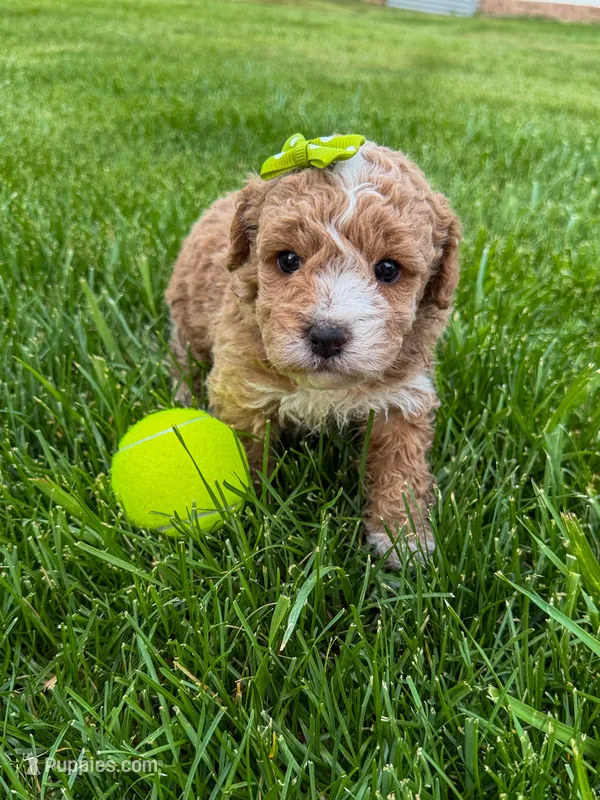 Lennon – Miniature Goldendoodle puppy for sale in Huntington, UT