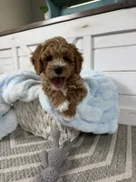 Hendrix, a male Miniature Goldendoodle for sale in Huntington, UT – 4 of 10