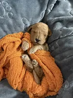 Ozzy, a male Miniature Goldendoodle for sale in Huntington, UT – 3 of 7