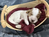 Bowie, a male Miniature Goldendoodle for sale in Huntington, UT – 2 of 8