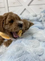 Hendrix, a male Miniature Goldendoodle for sale in Huntington, UT – 6 of 10
