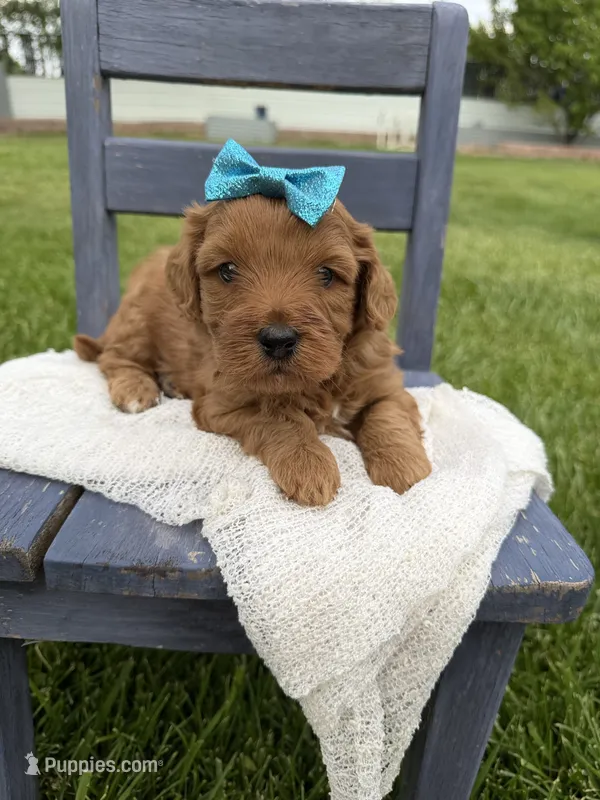 Marley – Miniature Goldendoodle puppy for sale in Huntington, UT