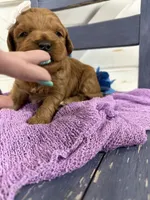 Marley, a female Miniature Goldendoodle for sale in Huntington, UT – 4 of 10