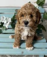 Hendrix, a male Miniature Goldendoodle for sale in Huntington, UT – 9 of 10