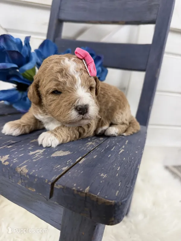 Lennon – Miniature Goldendoodle puppy for sale in Huntington, UT