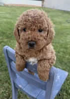 Jagger, a male Miniature Goldendoodle for sale in Huntington, UT – 4 of 5