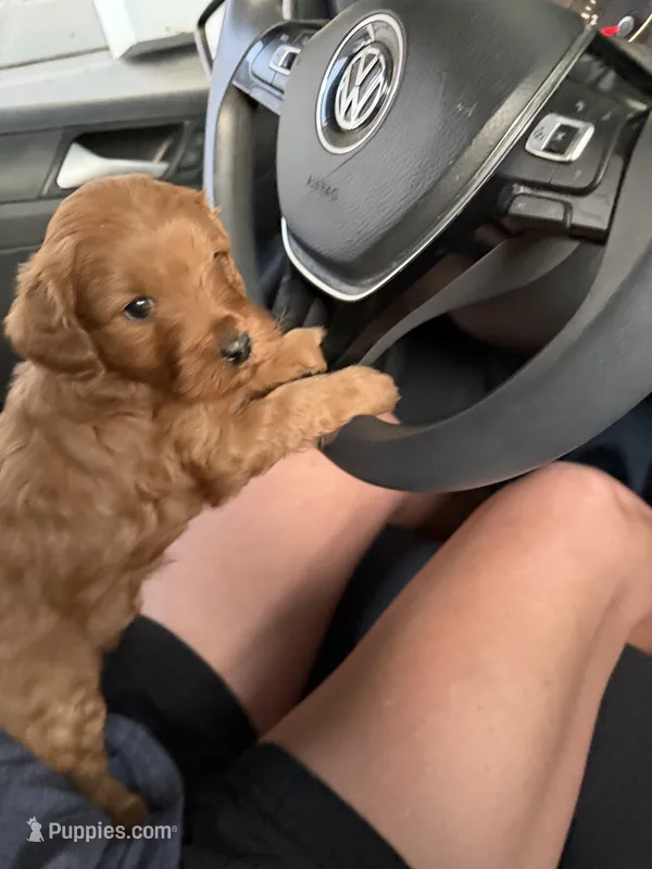 Marley – Miniature Goldendoodle puppy for sale in Huntington, UT