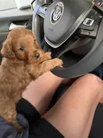 Marley, a female Miniature Goldendoodle for sale in Huntington, UT – 7 of 10