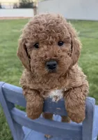 Jagger, a male Miniature Goldendoodle for sale in Huntington, UT – 3 of 5