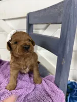 Marley, a female Miniature Goldendoodle for sale in Huntington, UT – 5 of 10
