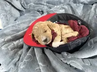 Hendrix , a male Miniature Goldendoodle for sale in Huntington, UT – 2 of 7