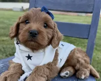 Marley, a female Miniature Goldendoodle for sale in Huntington, UT – 5 of 10