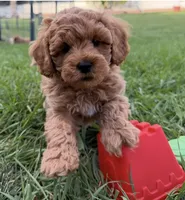 Ozzy, a male Miniature Goldendoodle for sale in Huntington, UT – 4 of 10