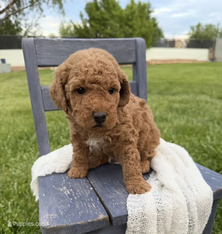 Jagger – Miniature Goldendoodle puppy for sale in Huntington, UT