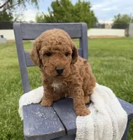 Jagger, a male Miniature Goldendoodle for sale in Huntington, UT – 1 of 10