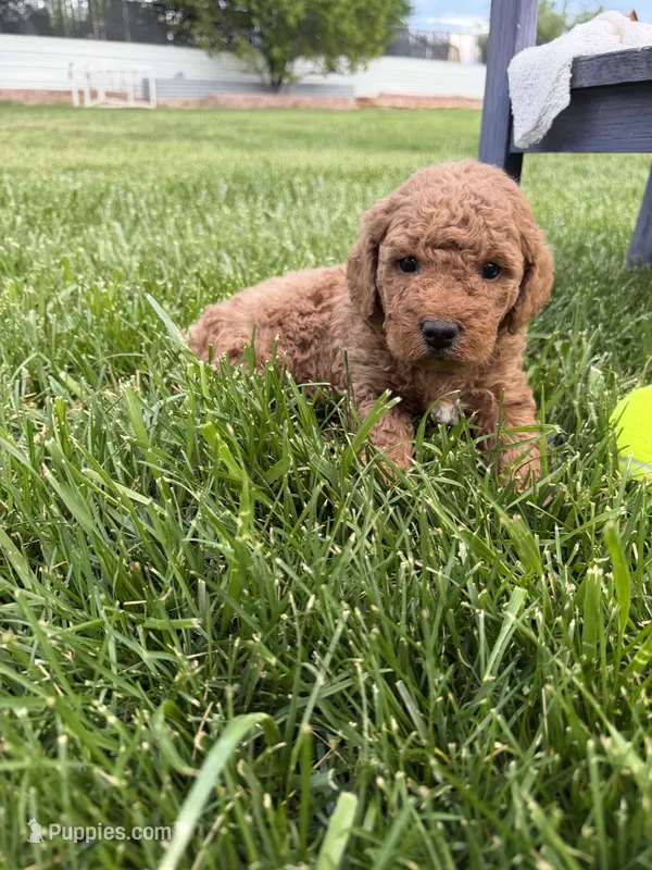 Jagger – Miniature Goldendoodle puppy for sale in Huntington, UT