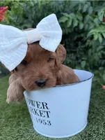 Marley, a female Miniature Goldendoodle for sale in Huntington, UT – 6 of 10