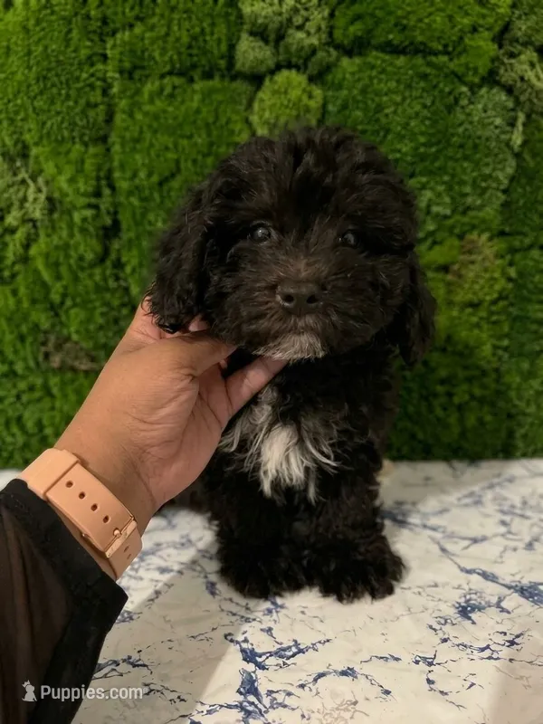 Spark – Maltipoo, Poodle - Toy  puppy for sale in Orange, CA
