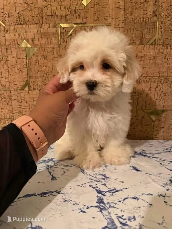 Mike – Maltipoo, Poodle - Toy  puppy for sale in Orange, CA