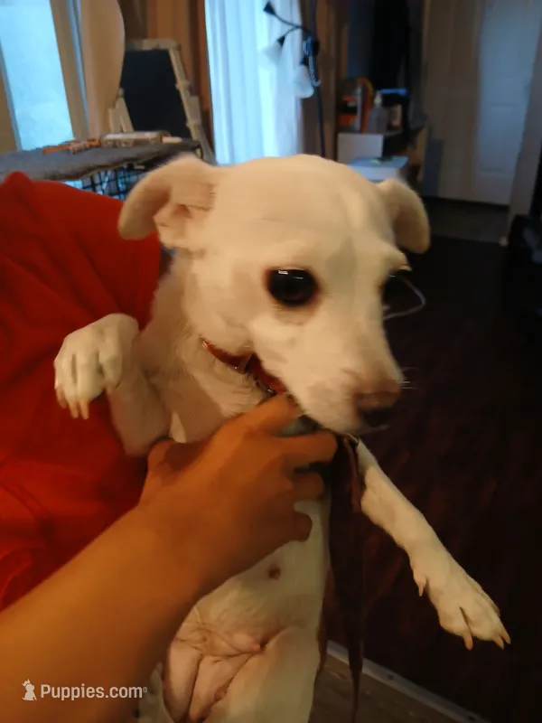 Princess – Chihuahua puppy for sale in Auburn, WA