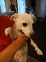 Princess, a female Chihuahua for sale in Auburn, WA – 1 of 2