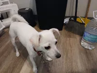 Princess, a female Chihuahua for sale in Auburn, WA – 2 of 2