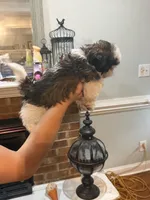 Shelby Imperial , a female Shih Tzu for sale in Dunn, NC – 5 of 5