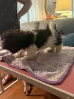 Bernie Imperial , a male Shih Tzu for sale in Dunn, NC – 2 of 5