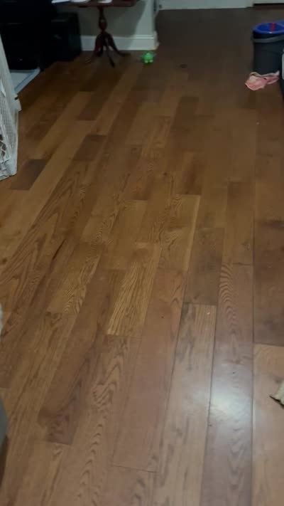 Bernie Imperial , a male Shih Tzu for sale in Dunn, NC – 8 of 8