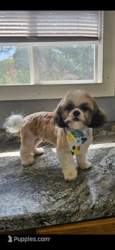 Scooter Imperial  – Shih Tzu puppy for sale in Dunn, NC