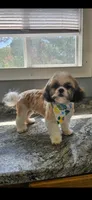 Scooter Imperial , a male Shih Tzu for sale in Dunn, NC – 2 of 6