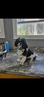 Bernie Imperial , a male Shih Tzu for sale in Dunn, NC – 3 of 8