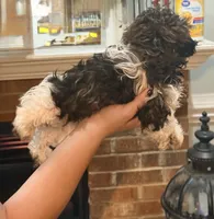 Bernie Imperial , a male Shih Tzu for sale in Dunn, NC – 5 of 5