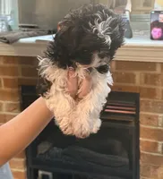 Bernie Imperial , a male Shih Tzu for sale in Dunn, NC – 4 of 5