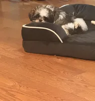 Shelby Imperial , a female Shih Tzu for sale in Dunn, NC – 4 of 5