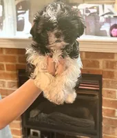 Bernie Imperial , a male Shih Tzu for sale in Dunn, NC – 3 of 5