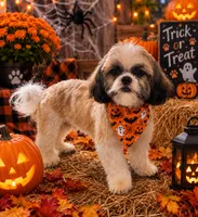 Scooter Imperial , a male Shih Tzu for sale in Dunn, NC – 1 of 6