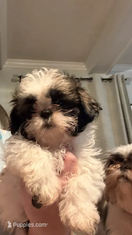 Shelby Imperial  – Shih Tzu puppy for sale in Dunn, NC