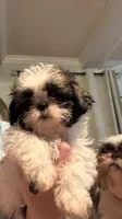 Shelby Imperial , a female Shih Tzu for sale in Dunn, NC – 2 of 5