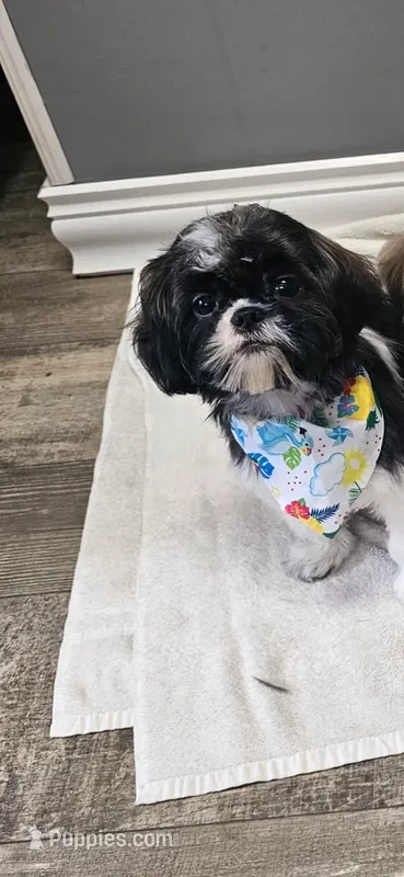 Bernie Imperial  – Shih Tzu puppy for sale in Dunn, NC