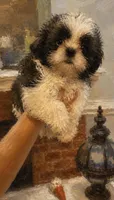 Shelby Imperial , a female Shih Tzu for sale in Dunn, NC – 3 of 5
