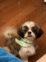 Shelby Imperial , a female Shih Tzu for sale in Dunn, NC – 2 of 5