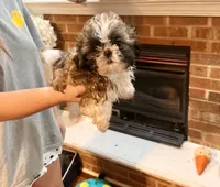 Scooter Imperial , a male Shih Tzu for sale in Dunn, NC – 3 of 3