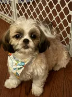 Scooter Imperial , a male Shih Tzu for sale in Dunn, NC – 1 of 6